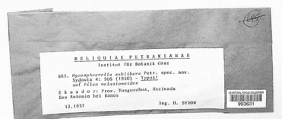 Mycosphaerella sublibera image
